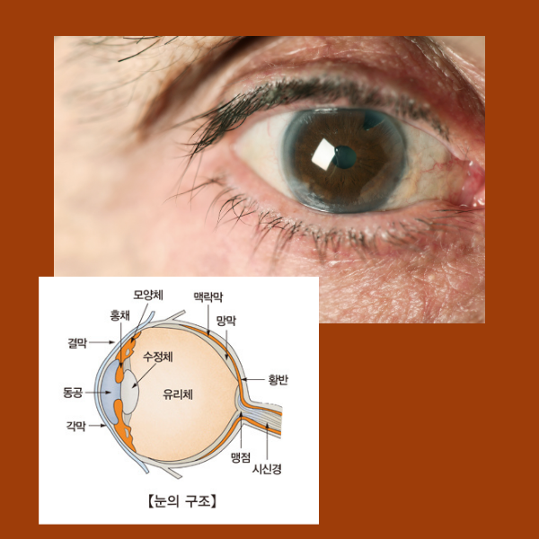 녹내장, 안압, 시신경, 시력, 시야, 진단, 치료, 검진, 합병증, 조기 진단