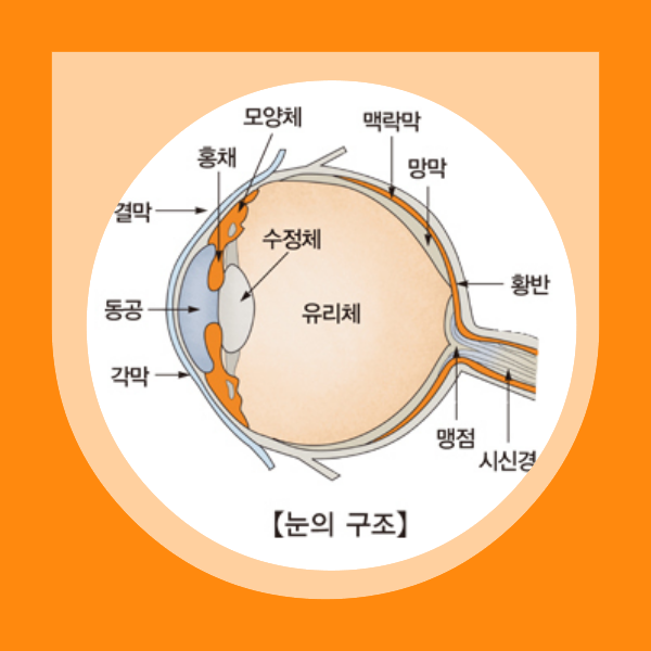 비문증, 날파리증, 눈앞에 떠다니는 것