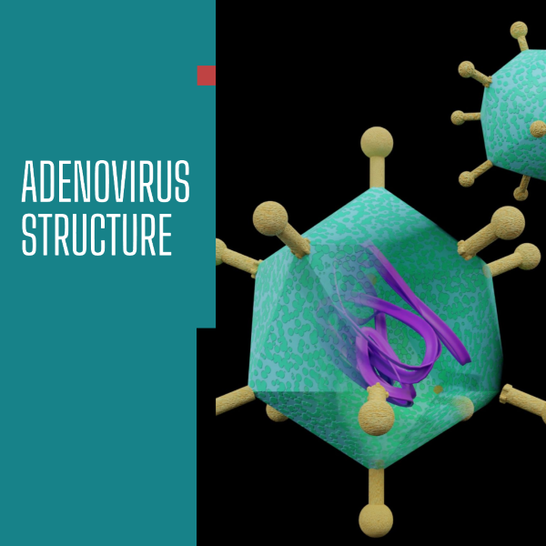 아데노바이러스의 구조